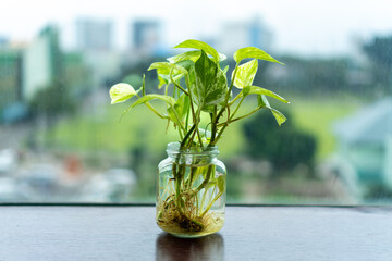 Pothos Plant Growing in Water Glass Jar Against Blurry Cityscape