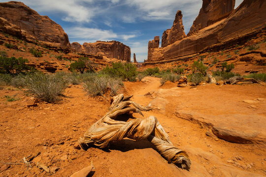 Utah juniper, Park Avenue, Arches National Park, Utah, USA.