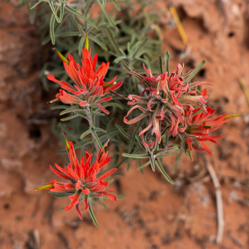 Desert paintbrush, The Windows Section, Arches National Park, Utah, USA.