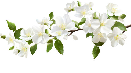 Fototapeta premium branch of white flowers with green leaves on white backgroubnd