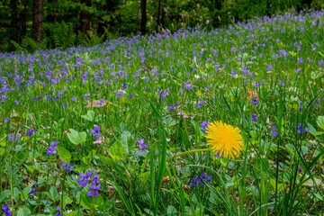USA Vermont Morrisville Jopson Lane