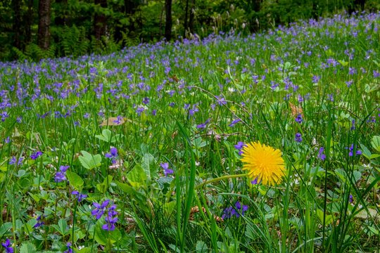 USA, Vermont, Morrisville. Jopson Lane, spring lawn with violets and dandelion