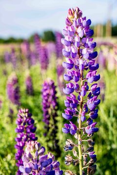 USA, Vermont, Stowe. Field of lupines blooming in spring on Rt 100