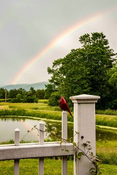 USA, Vermont, Addison County. Pond with rainbow, white gate and carved cardinal, Green Mountains.