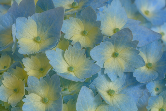USA, Washington State, Seabeck. Close-up of blue and yellow hydrangea flowers. 