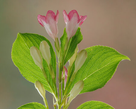 USA, Washington State, Seabeck. Close-up of weigela blossoms.