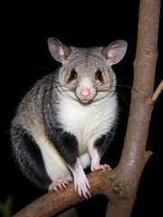 Australian possum at night.