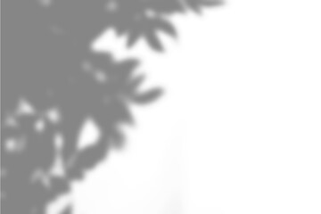 Realistic Leaf Shadow Overlay