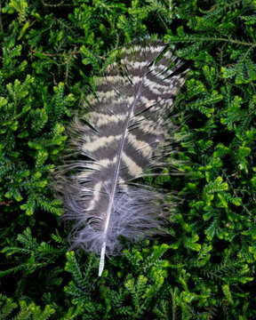 Fototapeta USA, Washington State, Seabeck. Hawk feather on moss.