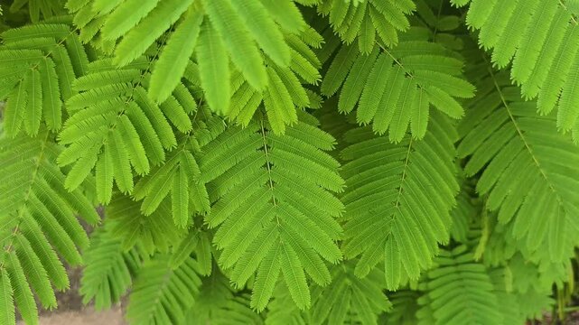 The morning wind blows the peacock's tail leaves.