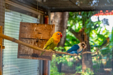 Lovebirds Perched on a Branch in Aviary with Natural Green Background