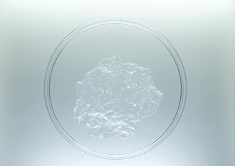 View Petri dish showing clear agar, cell culture, biology for case study and biology on white background. 