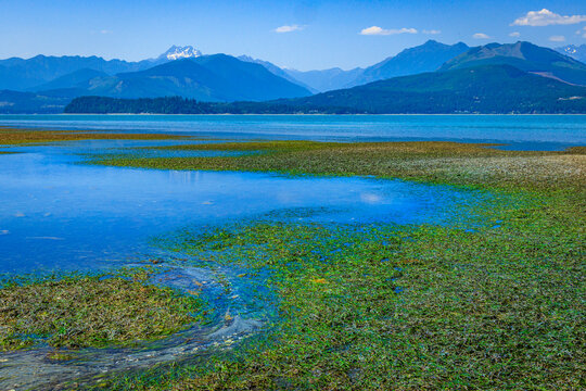 USA, Washington State, Seabeck. Low tide on Hood Canal exposes eel grass.
