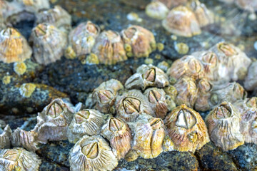 Close up view  sea barnacles illuminated by natural light, weathered coastal rock, showcasing natural textures and marine life patterns image.