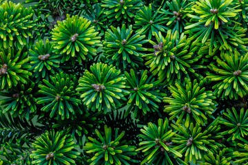 USA, Washington State, Seabeck. Korean fir plant close-up.