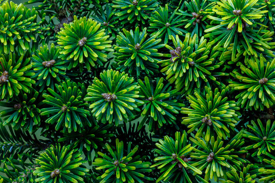 USA, Washington State, Seabeck. Korean fir plant close-up.