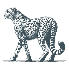 Cheetah vector