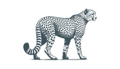 Cheetah vector