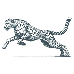 Cheetah vector