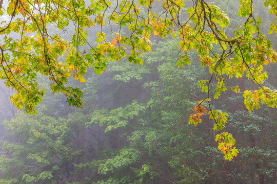USA, Washington State, Seabeck. Bigleaf maple tree in autumn on foggy morning.