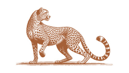 Cheetah vector