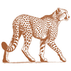 Cheetah vector