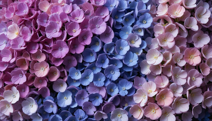 Hydrangea background