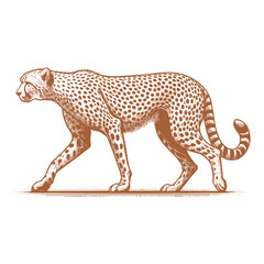 Cheetah vector