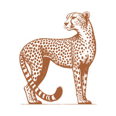 Cheetah vector
