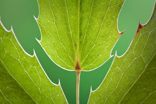 USA, Washington State, Seabeck. Close-up of Oregon grape leaves.