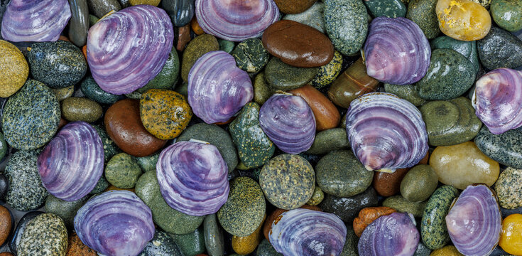 USA, Washington State, Seabeck. Panoramic of beach rocks and mahogany clam shells. 