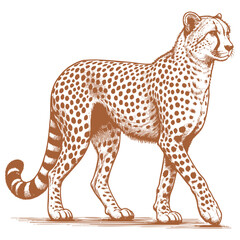 Cheetah vector