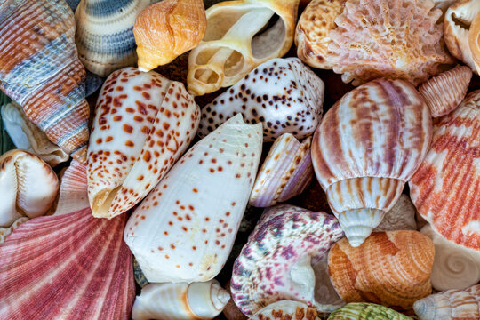 USA, Washington State, Seabeck. Close-up of variety of seashells.