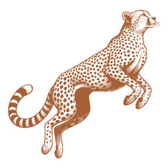 Cheetah vector