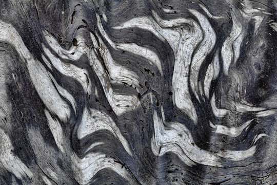 USA, Washington State, Olympic National Park. Black and white close-up of patterns in driftwood.