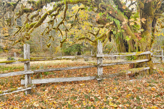 USA, Washington State, Olympic National Park. Wooden fence and moss-covered trees in autumn.