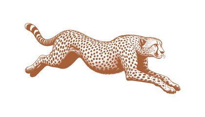 Cheetah vector