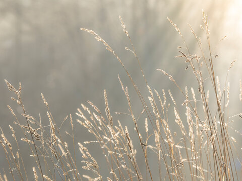 USA, Washington State, Seabeck. Close-up of grass seedheads.