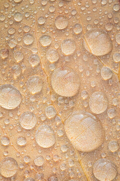 USA, Washington State, Seabeck. Tulip poplar leaf covered with raindrops.