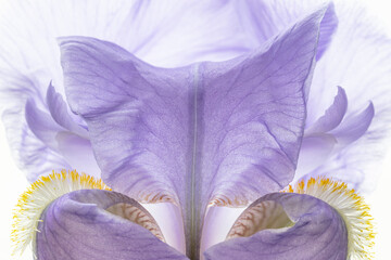 USA, Washington State, Seabeck. Purple iris flower close-up.