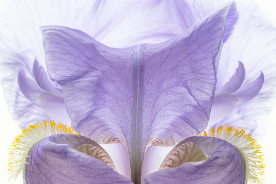 USA, Washington State, Seabeck. Purple iris flower close-up.