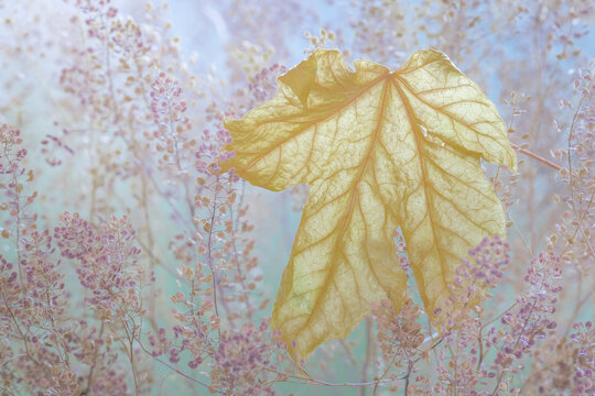 USA, Washington State, Seabeck. Fallen bigleaf maple leaf close-up.