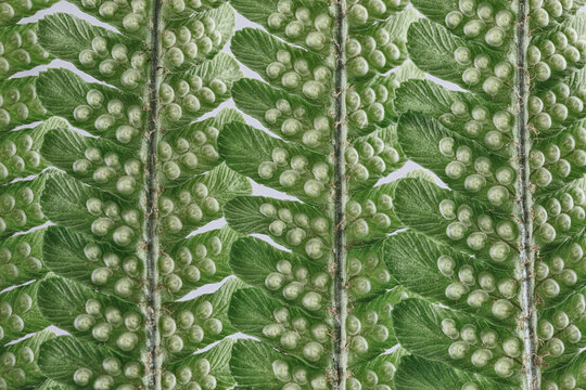 USA, Washington State, Seabeck. Fern frond patterns and shapes.