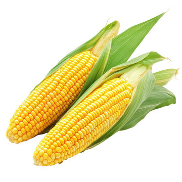 Freshly picked corn on Transparent background showcasing its vibrant yellow kernels and green husk, corn on PNG background
