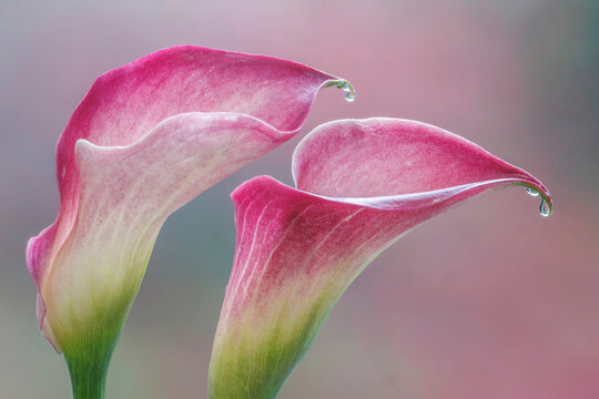 USA, Washington State, Seabeck. Close-up of calla lilies.