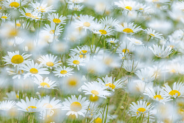 USA, Washington State, Seabeck. Multiple exposure of daisy flowers.