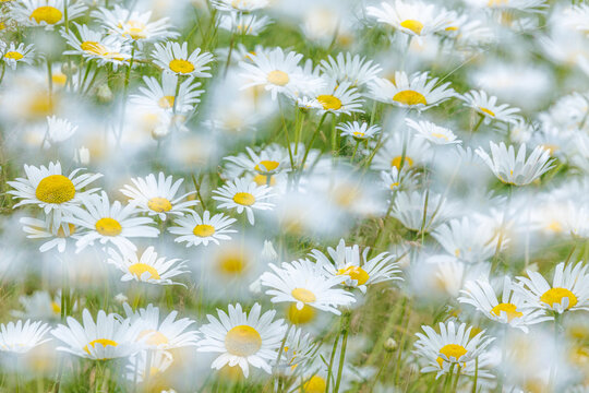 Fototapeta USA, Washington State, Seabeck. Multiple exposure of daisy flowers.