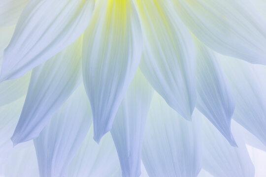 USA, Washington State, Seabeck. White dahlia flower pedals close-up.
