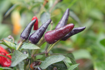 Colorful chili peppers growing in a lush garden setting