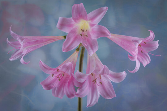 USA, Washington State, Seabeck. Close-up of pink surprise lilies.